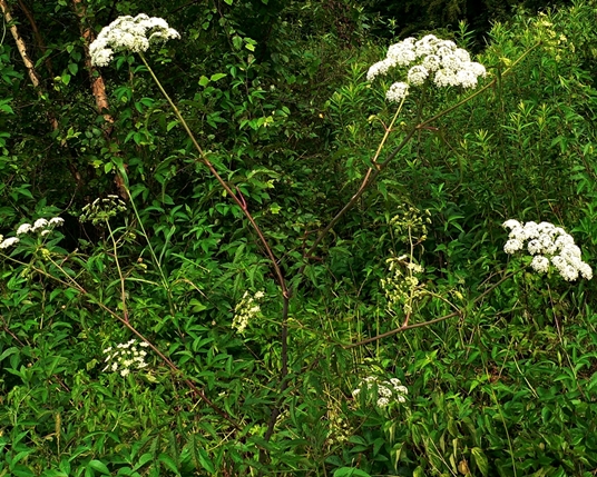 {Cicuta maculata}